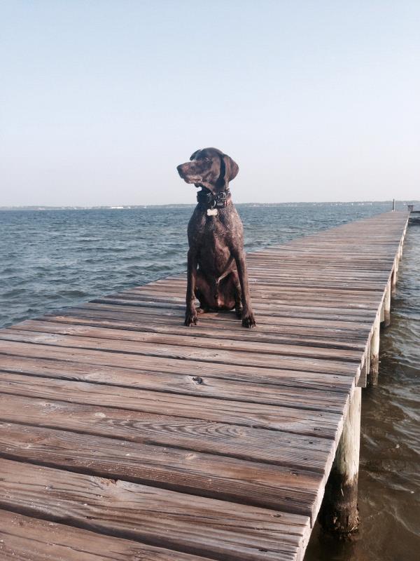 /Images/uploads/Southeast German Shorthaired Pointer Rescue/segspcalendarcontest2018/entries/8664thumb.jpg